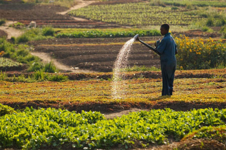 Agriculture Laccaparement des terres agricoles inquiète la société