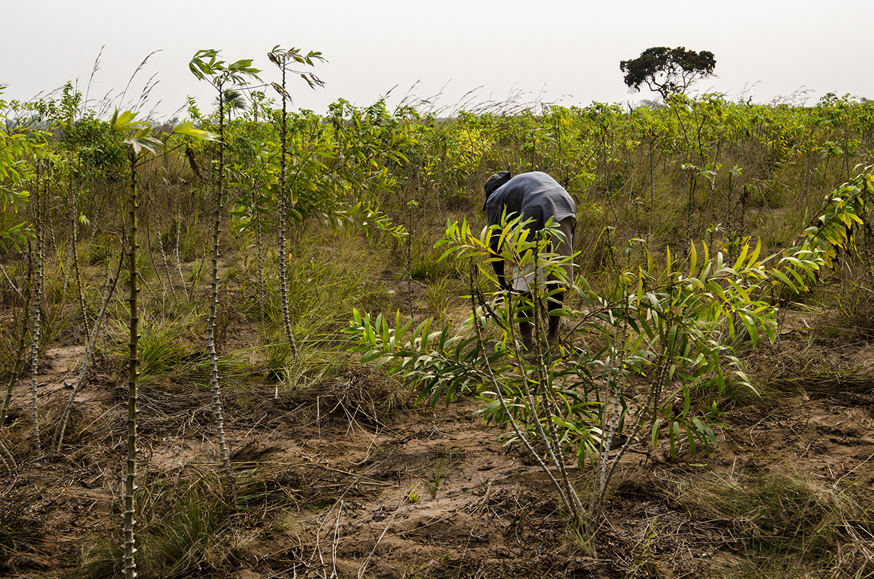 Agriculture : En RDC, les travaux prévus pour l’exercice 2022 sont effectués à 6,1% du budget national