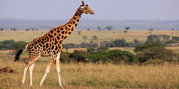 La girafe désormais sur la liste des espèces menacées