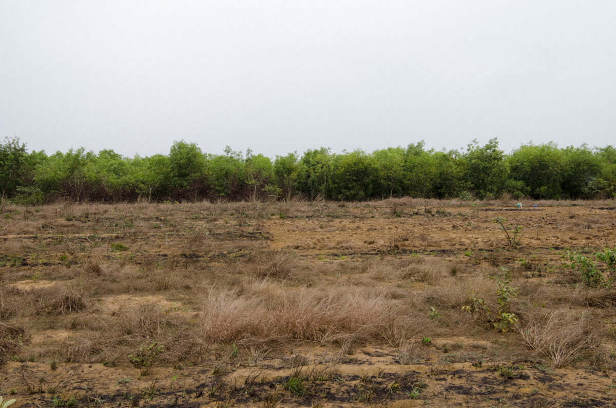 Congo : Le système Acacia-Manioc, un levier de croissance incontournable sur les Plateaux Batéké