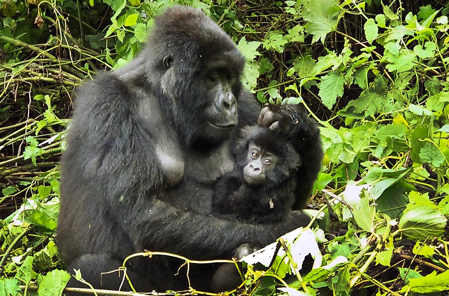 Biodiversité : En cinquante ans, l’Afrique a connu un déclin de sa biodiversité de l’ordre de 76% (Planète vivante 2024)