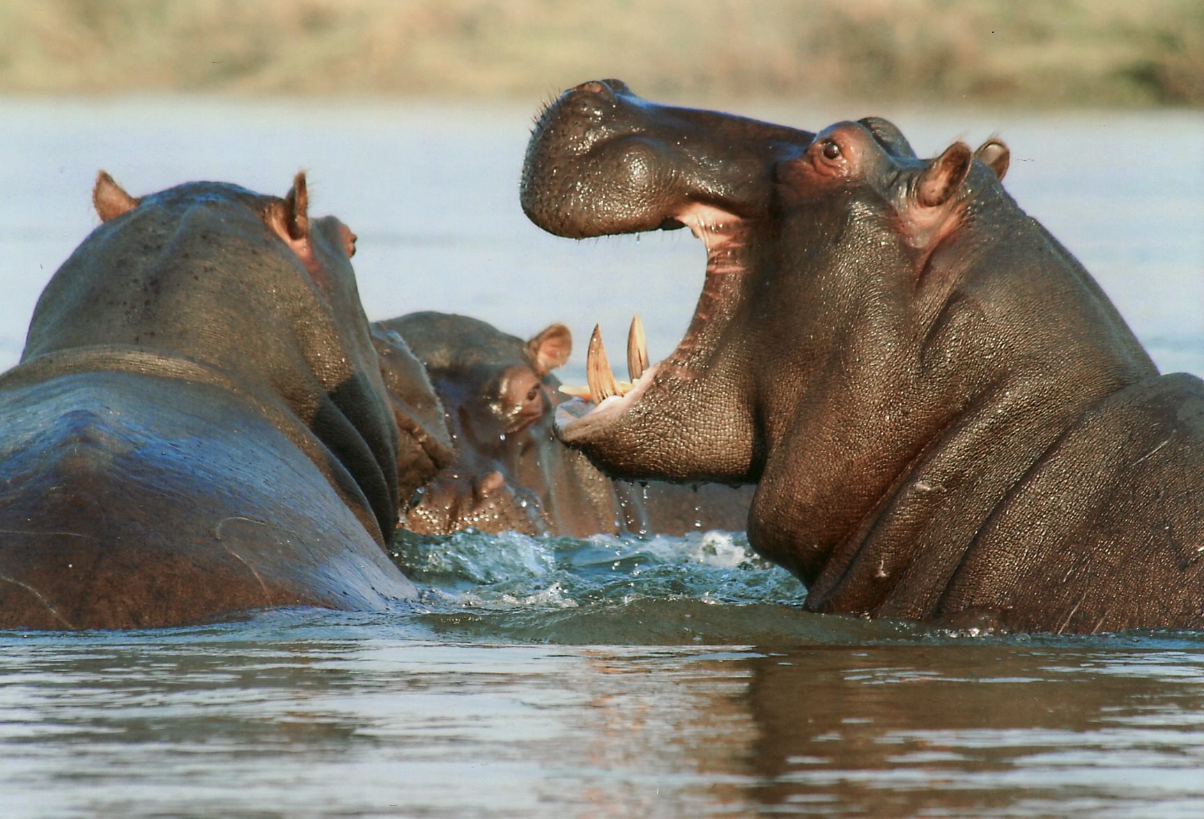 Conservation : La population d’hippopotames se reconstitue avec 1500 individus dans les Virunga