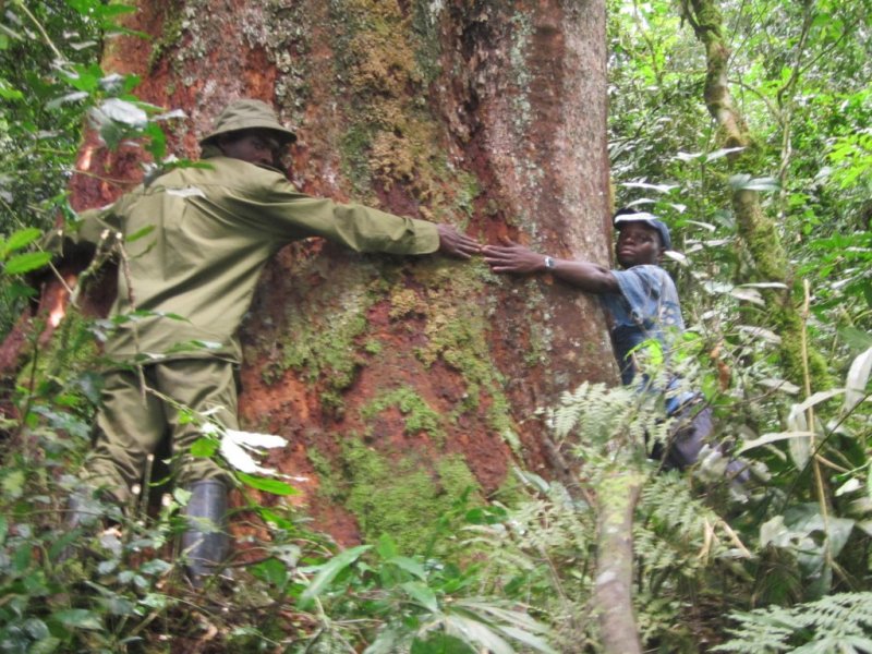 Conservation : Libération de 27 écogardes du parc national de Kahuzi-Biega