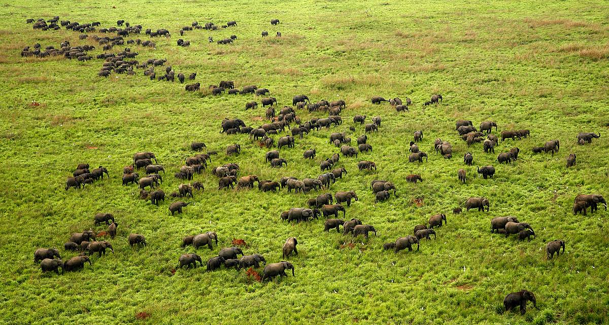 Conservation : WWF-RDC présente le projet d’identification des aires clés de la Biodiversité aux ministères sectoriels de la RDC