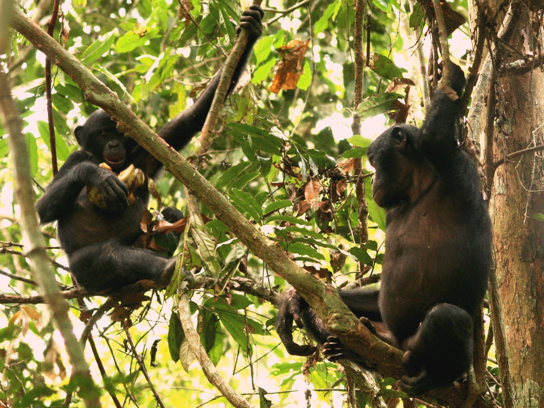Conservation : Vers la réforme du secteur de la faune en RDC