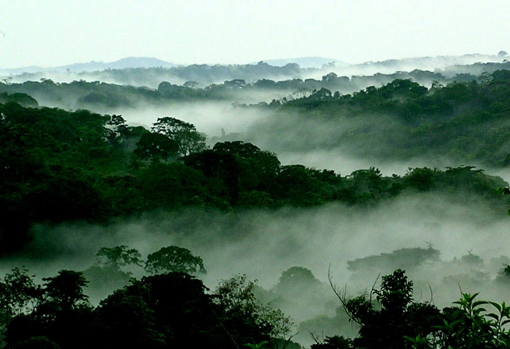 Climat : Dialogue scientifique et politique sur la protection des forêts et la promotion des droits en RDC