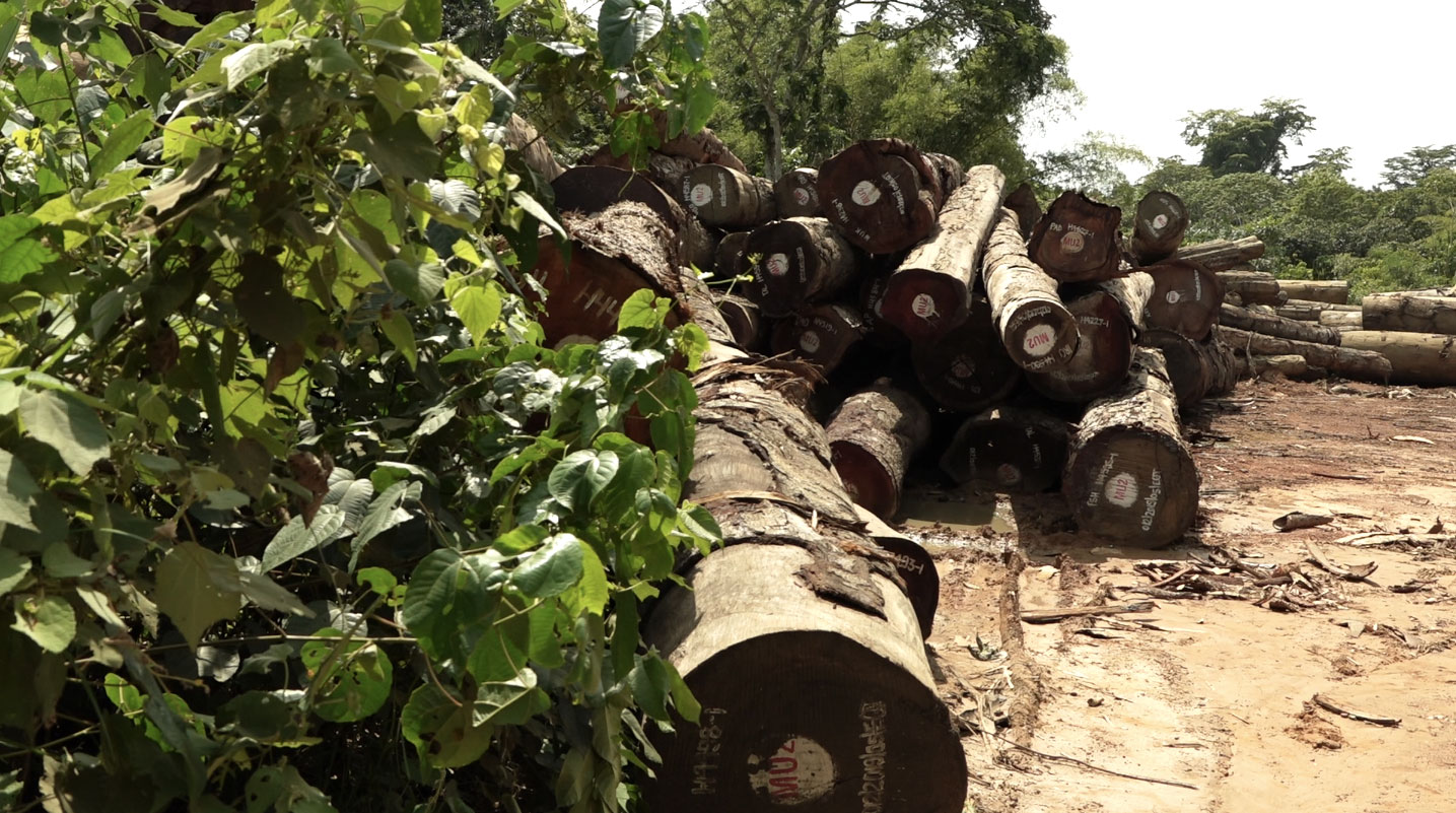 Forêt : Une association alerte sur la violation des clauses sociales à Bokatola (Equateur)