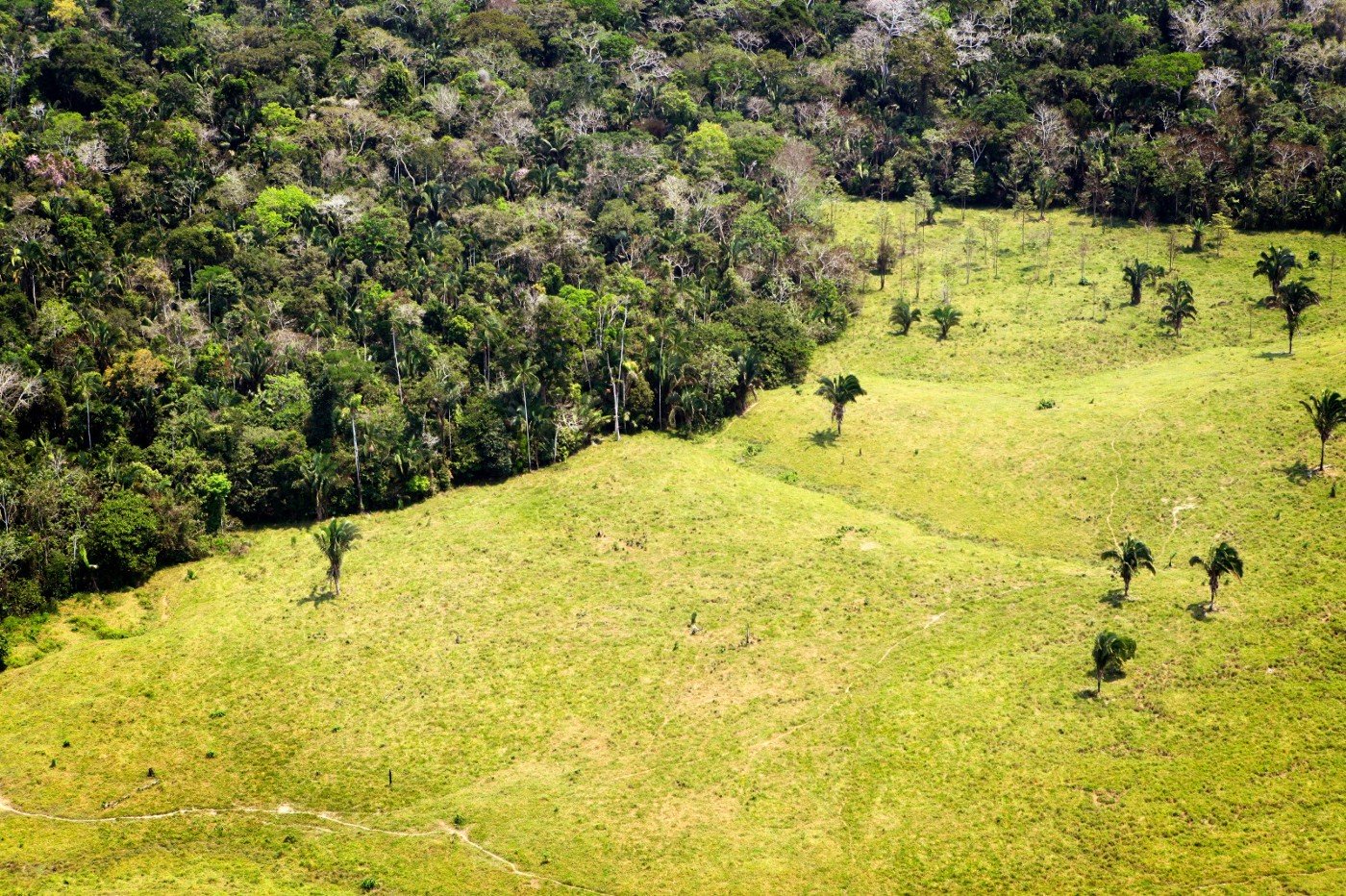 Forêts : L’Europe pointée du doigt pour complicité dans la déforestation en Afrique et Amérique
