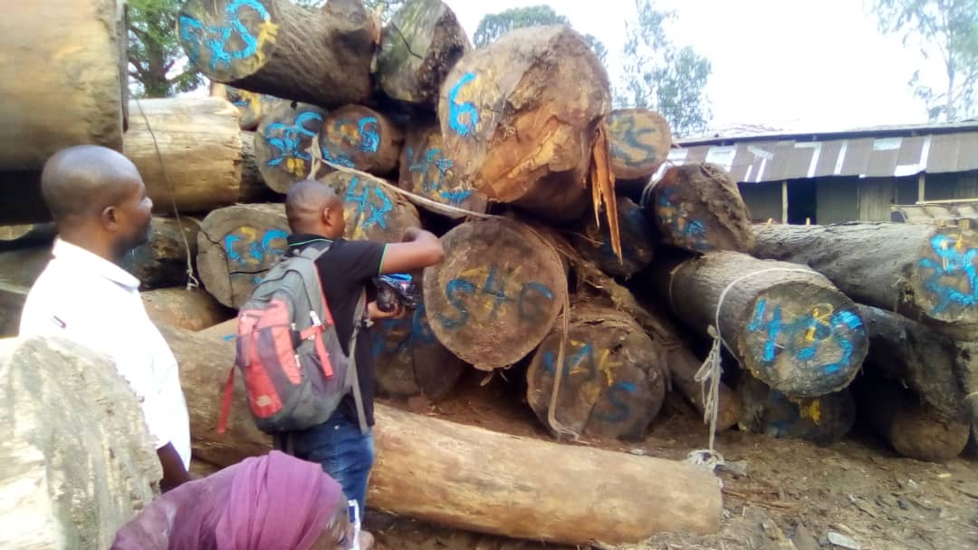 Forêt :  Deux mois après la circulaire de Nyamugabo contre l’exploitation illégale du bois, des avancées sont enregistrées dans les ports de Kinkole