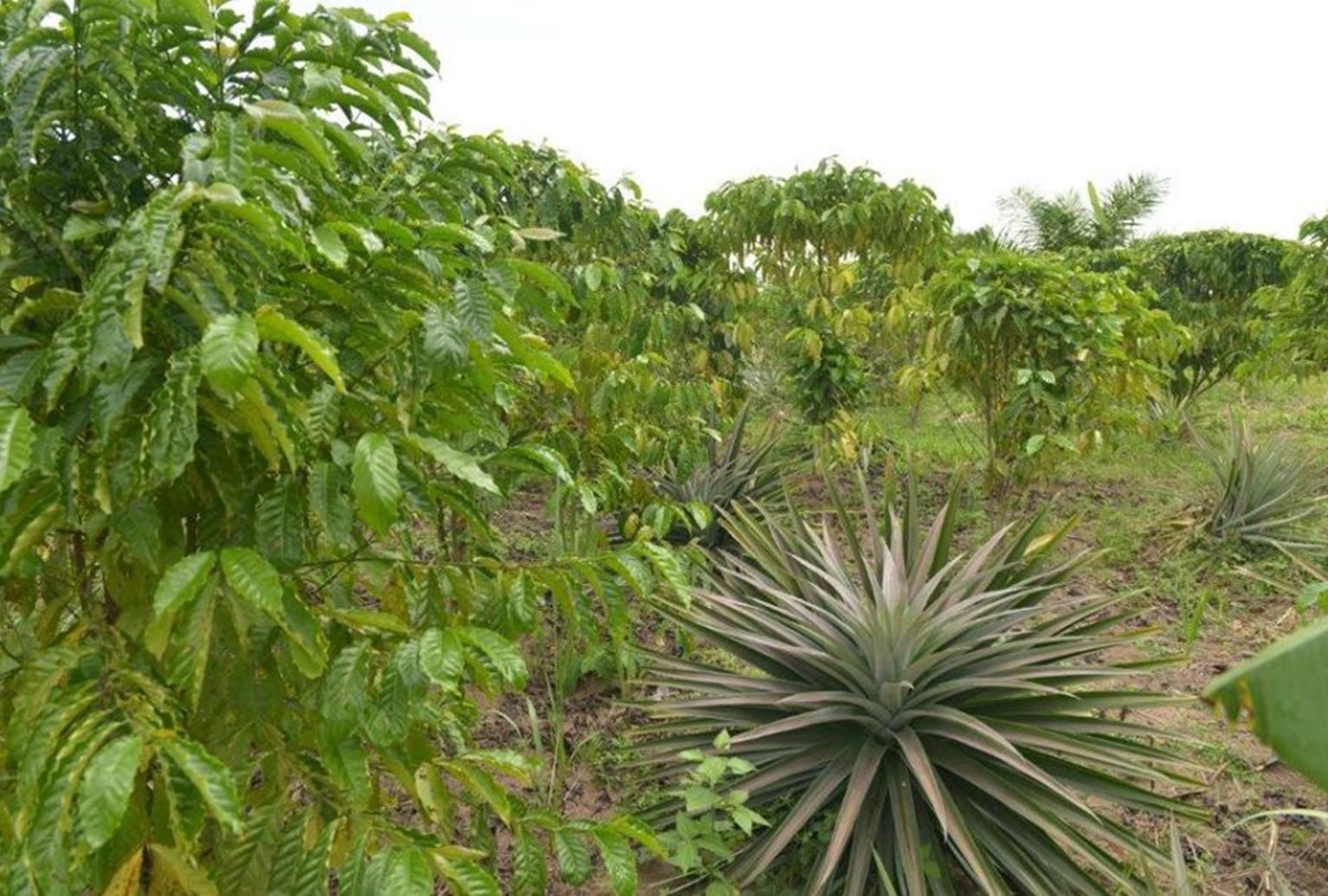 Conservation : En RDC, les investissements de l’Union européenne dans l’agriculture durable concourent au développement des communautés riveraines des parcs