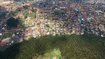 Forêt : L’eucalyptus, une alternative pour la préservation des forêts au Kivu ?