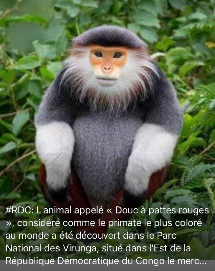 Biodiversité : Découverte d’une nouvelle ESPÈCE de primate dans les Virunga, quand des médias congolais relayent un Fake news comme scoop