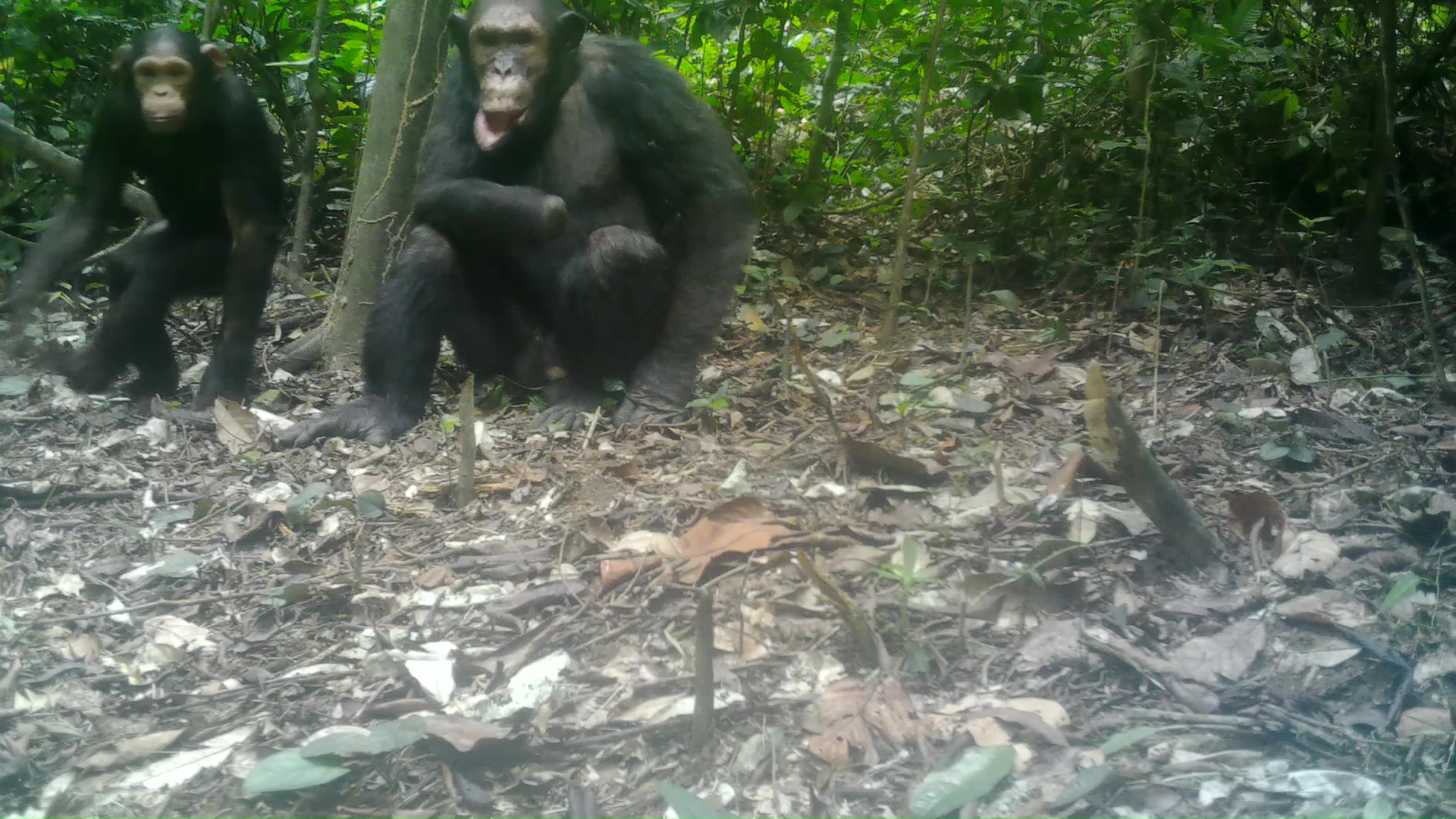 Biodiversité : Les chimpanzés à face blanche font leur retour dans la Réserve de biosphère de Luki (RD CONGO)