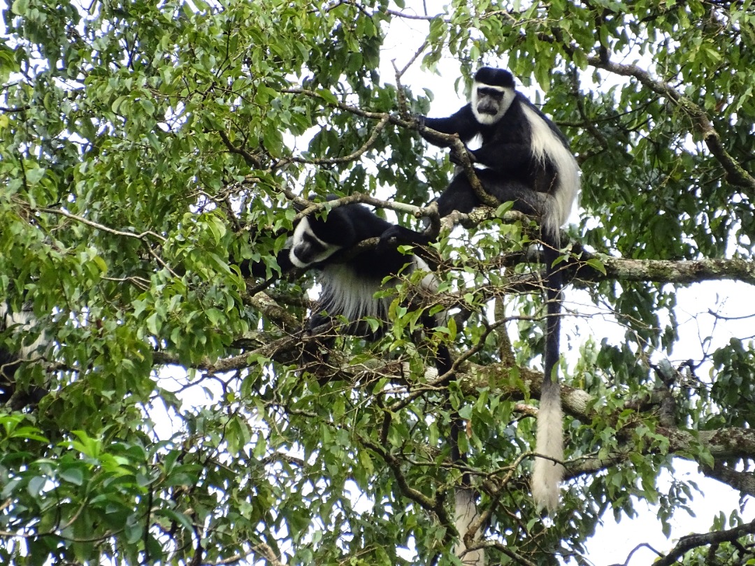 Biodiversité : La RDC va revisiter ses stratégies et plans d’actions nationaux de la biodiversité d’ici fin 2023