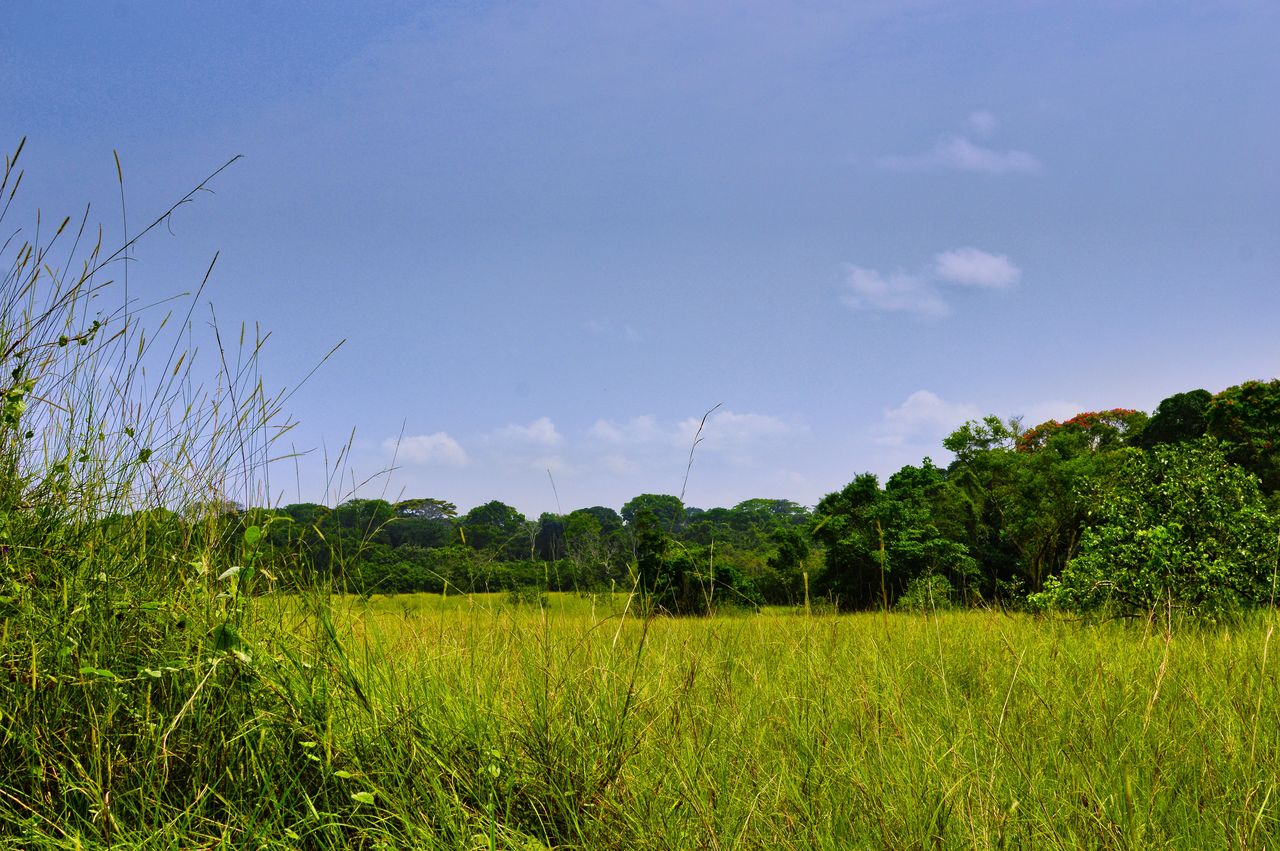 Forêt : Une année de mise en œuvre du projet PIREDD Equateur par le WWF