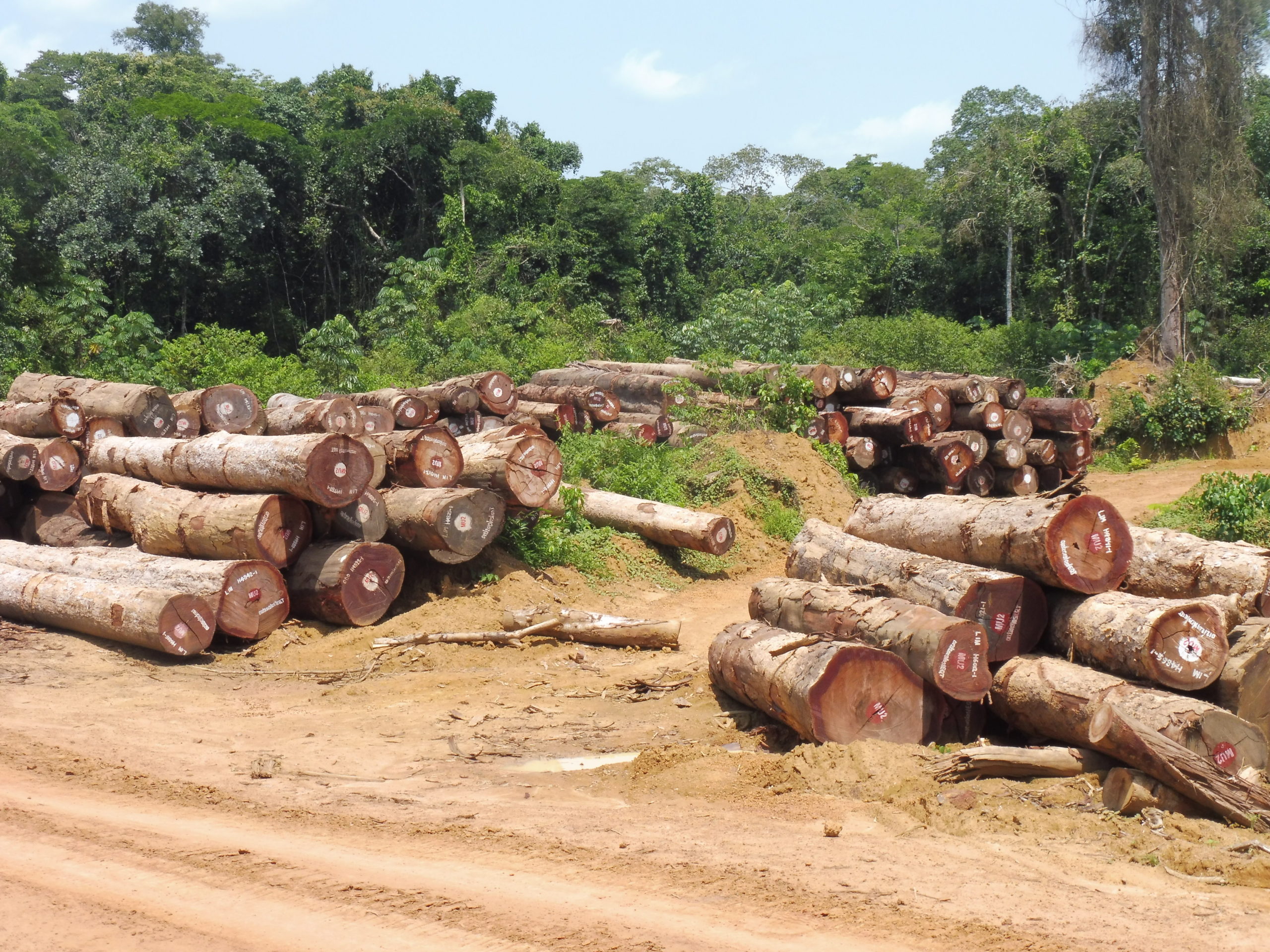 Forêts : Renforcement des capacités des inspecteurs de la CCV sur la collecte des informations forestières