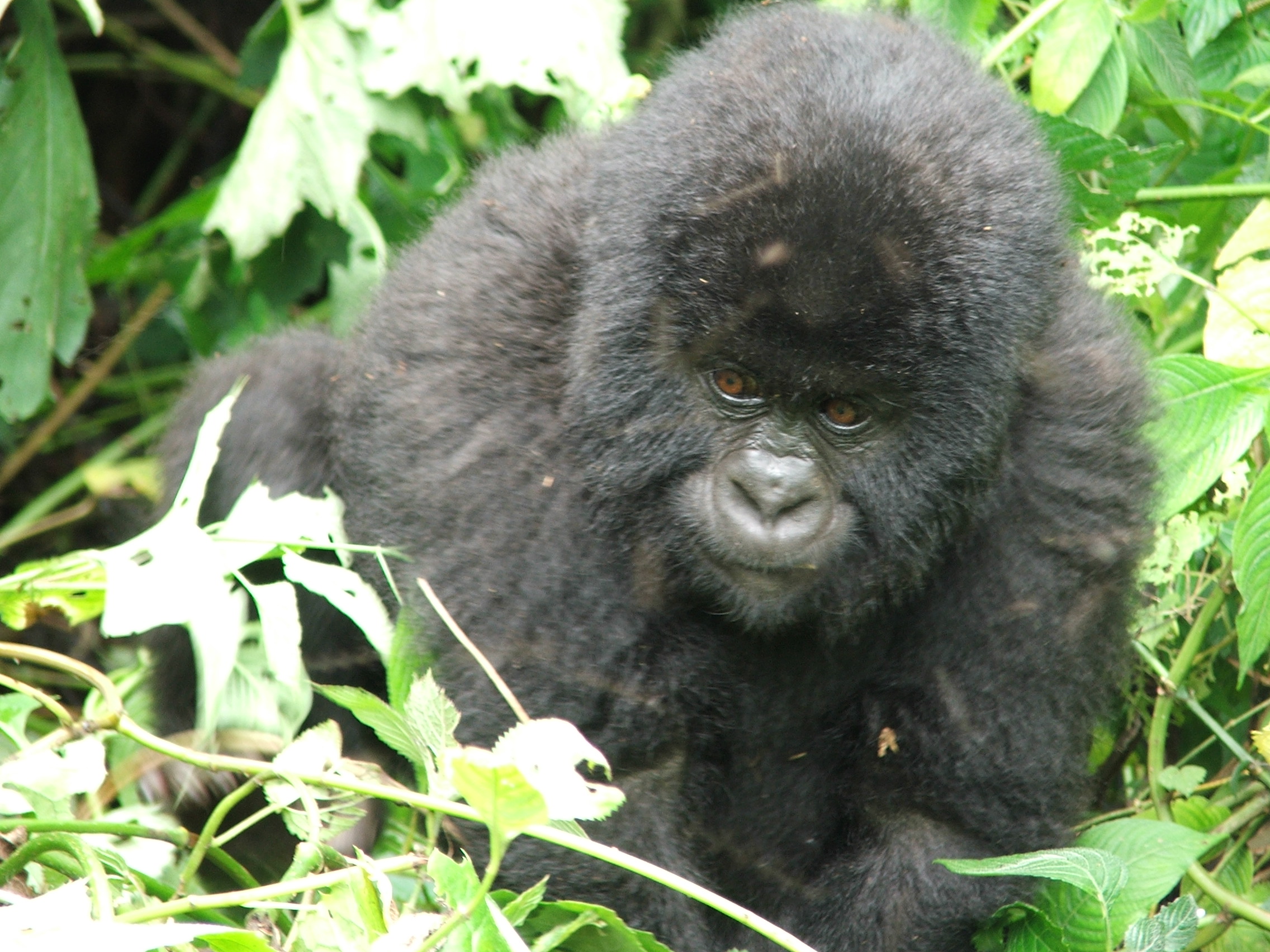 Lancement prochain à Kinshasa de la campagne « TE » pour lutter contre la destruction de la biodiversité