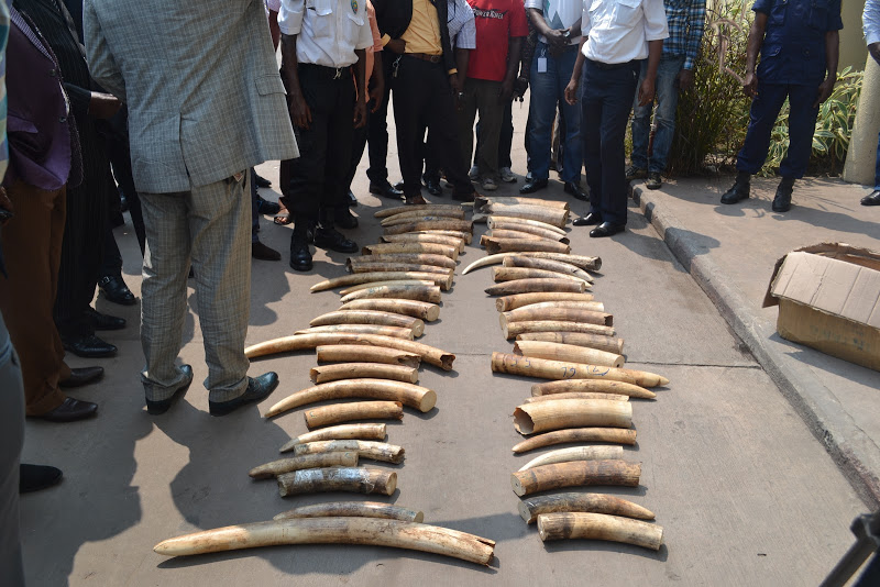 Conservation : Trafic d’ivoire, un contrebandier arrêté à Butembo (Nord-Kivu)