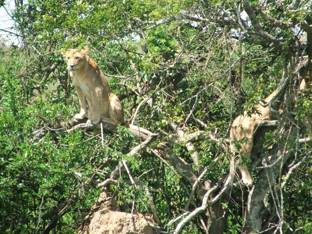 Conservation : Quand l’ICCN se dédouane de contrats illégaux de Tradelink