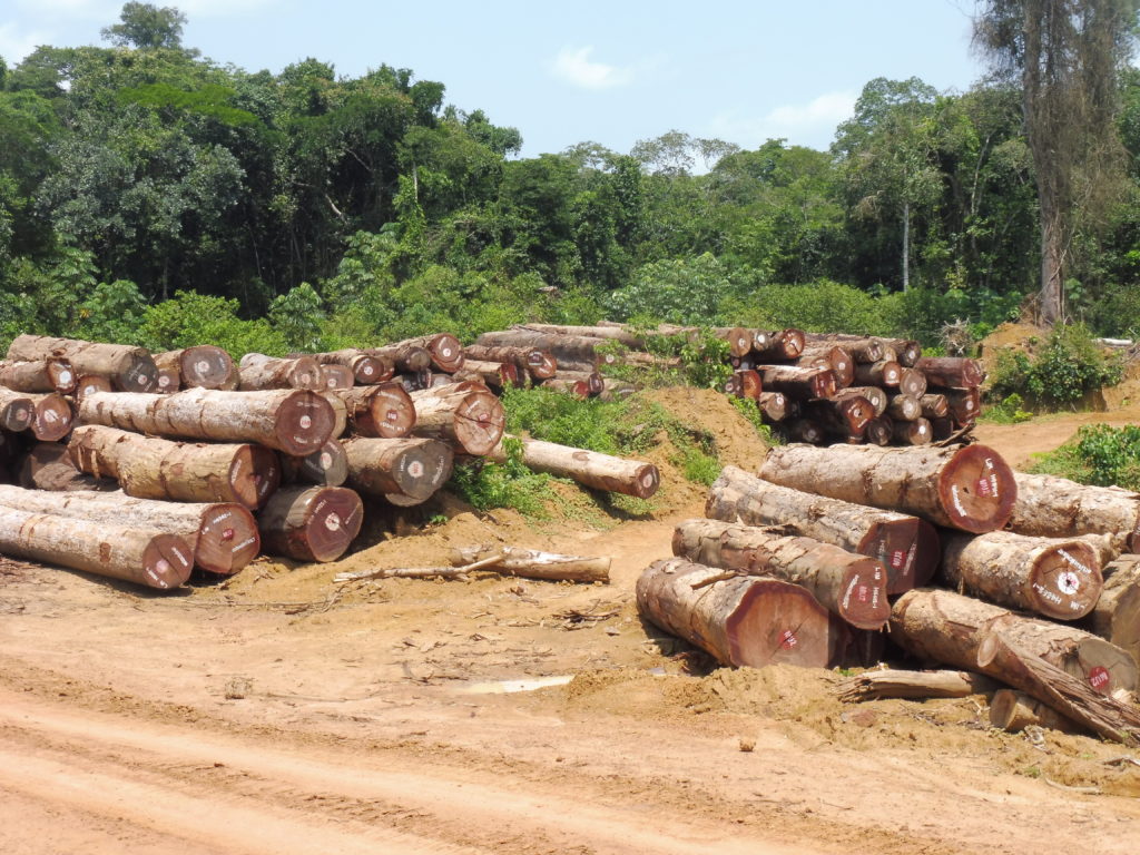 FORÊT : Le groupe service réagit aux récentes allégations des Greenpeace Afrique