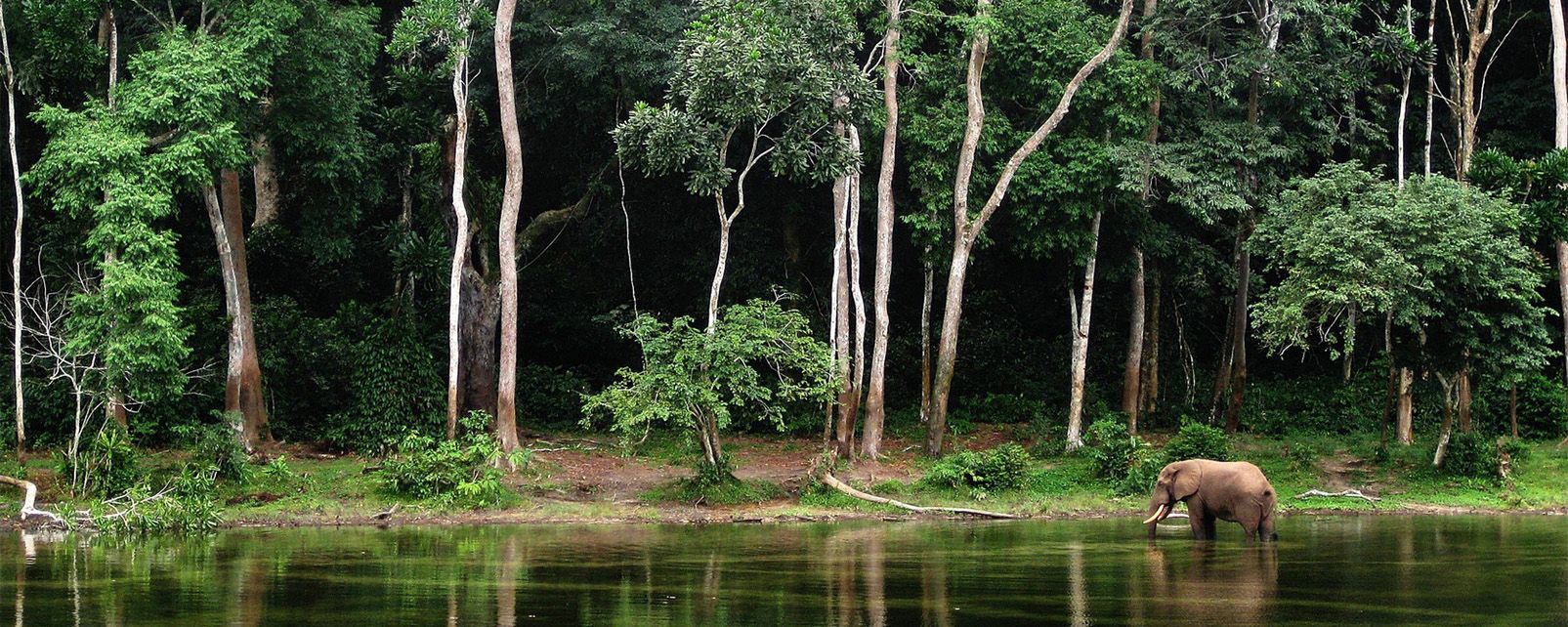 Forêt : la Belgique en forêt congolaise, est-ce le grand retour ? (Rapport de Greenpeace Afrique)