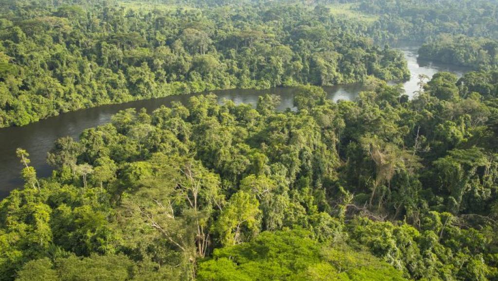 Forêt : Le RRN interpelle Eve Bazaiba sur l’ampleur des cas de nouvelles allocations des concessions forestières observées durant les cinq dernières années