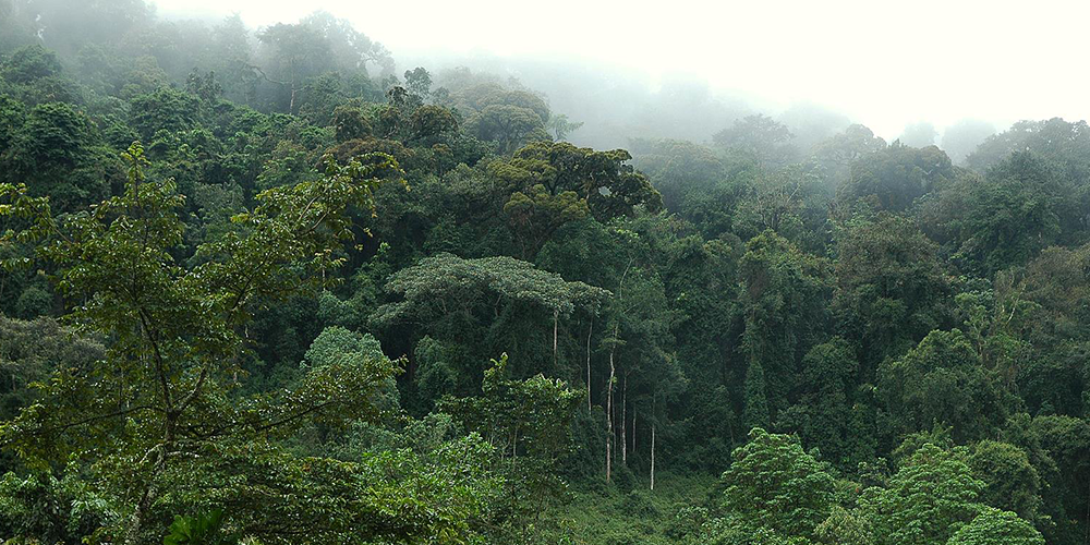 COP26 : La RDC et le Congo endossent la déclaration commune du dialogue sur les forêts