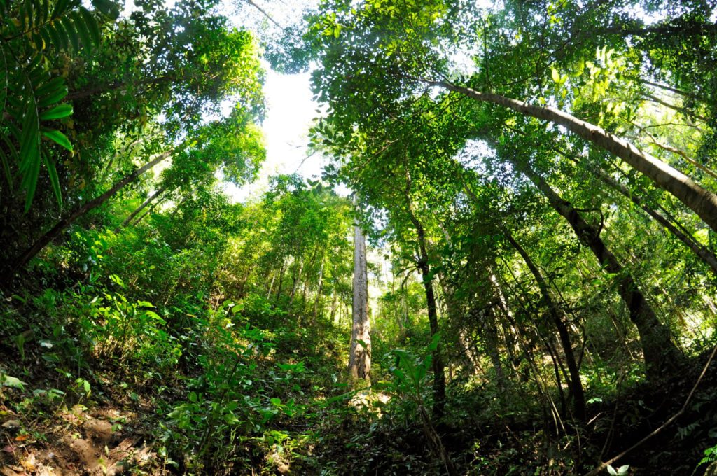 Forêt : Foresterie urbaine, Kinshasa y réfléchit déjà