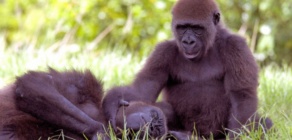 Conservation: Le Parc national de Kahuzi-Biega détient désormais  60% de la population mondiale des gorilles de Grauer