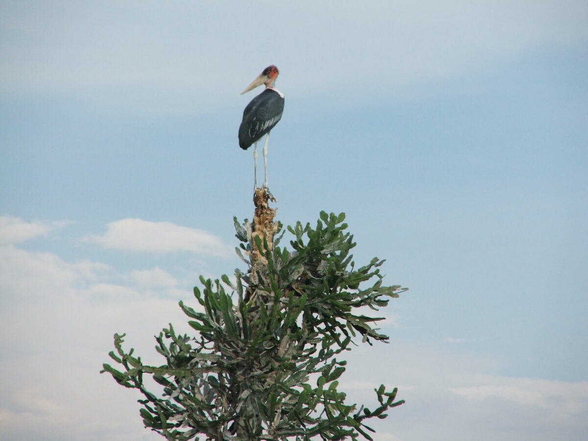 Conservation : Préservation de la biodiversité en RDC, entre discours international et réalités locales