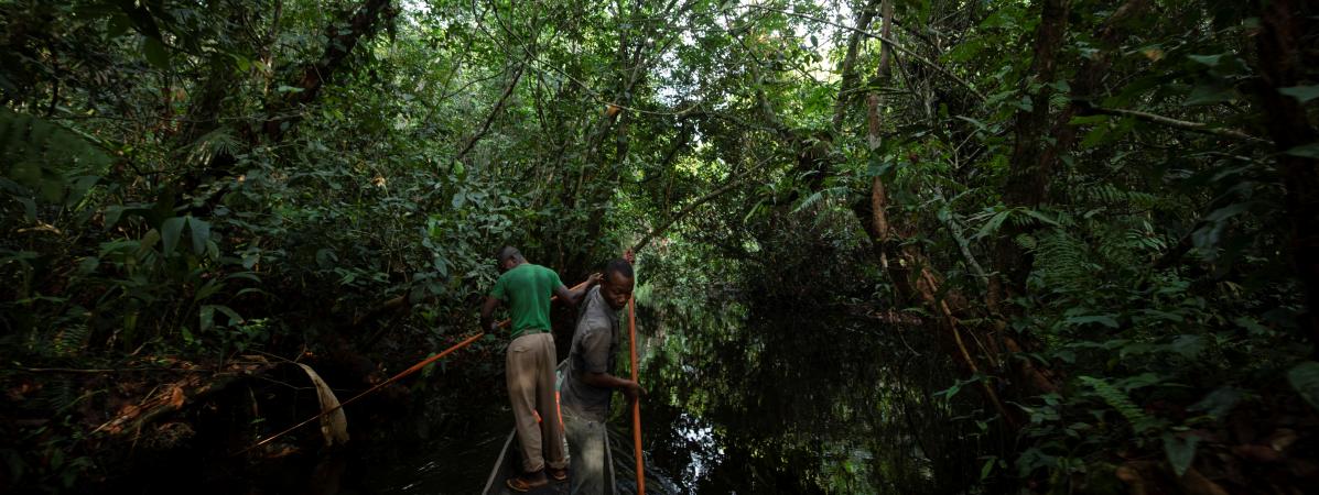 Forêt : Bientôt la convocation d’une nouvelle table ronde multi acteurs sur la foresterie communautaire en RDC