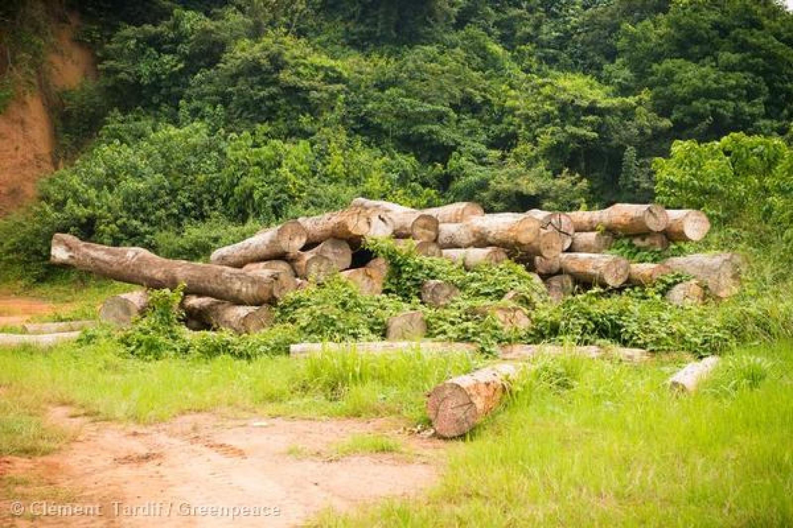 Forêt : Le projet d’arrêté portant suspension de 6 contrats des concessions forestières à caractère douteux, adopté au conseil des ministres