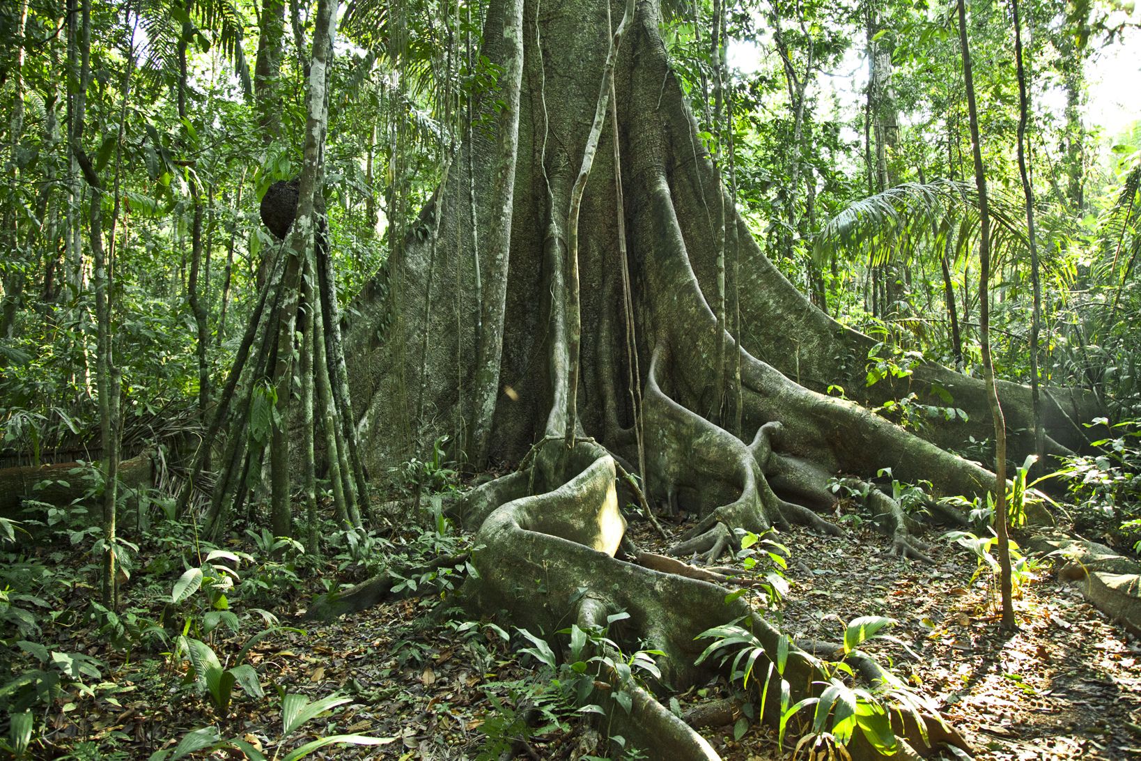 Forêt : Rainforest Alliance lève les zones d’ombres  autour du projet de création des forêts communautaires dans le parc de la  Salonga