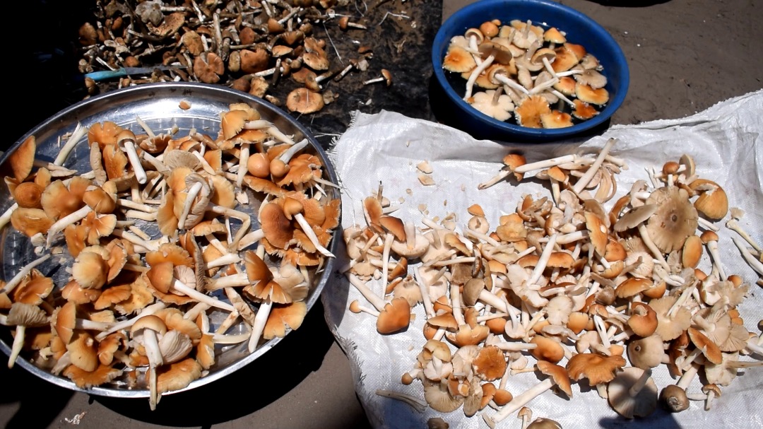 Alimentation : La vente des champignons, une culture qui prend de l’ampleur à Kinshasa