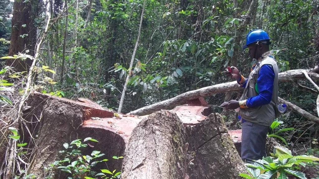 Forêt : Contrats Tradlink, le Gouverneur de Province de la Tshuapa exige à Bazaiba l’annulation pour violation de la législation