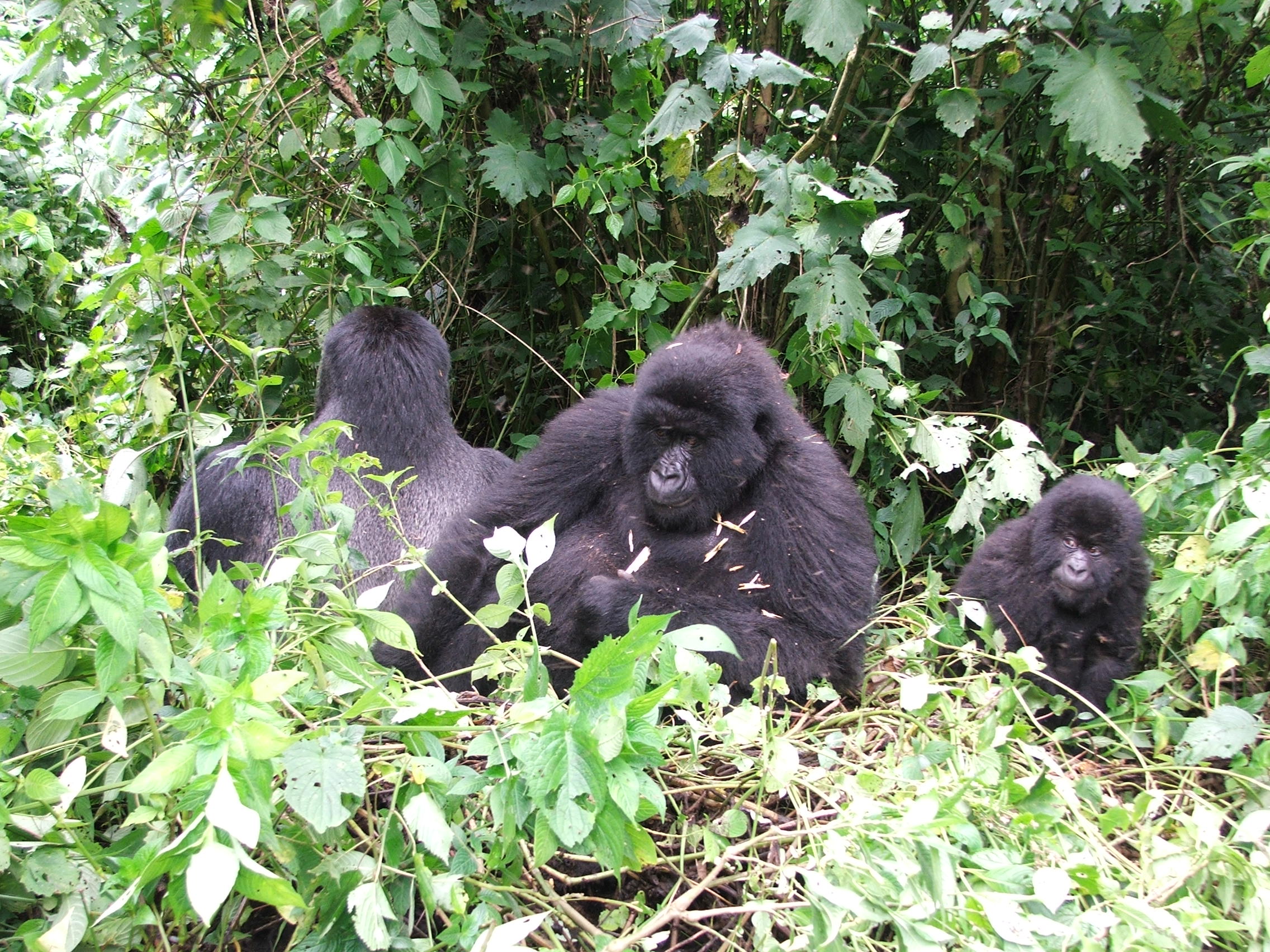 Conservation : Légalisation du braconnage en RDC, et si Bazaiba annulait l’arrêté de son prédécesseur ?