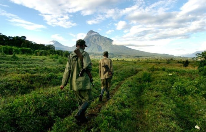 Conservation: Plusieurs agents de l’ICCN arrêtés pour vente des minutions aux FARDC.