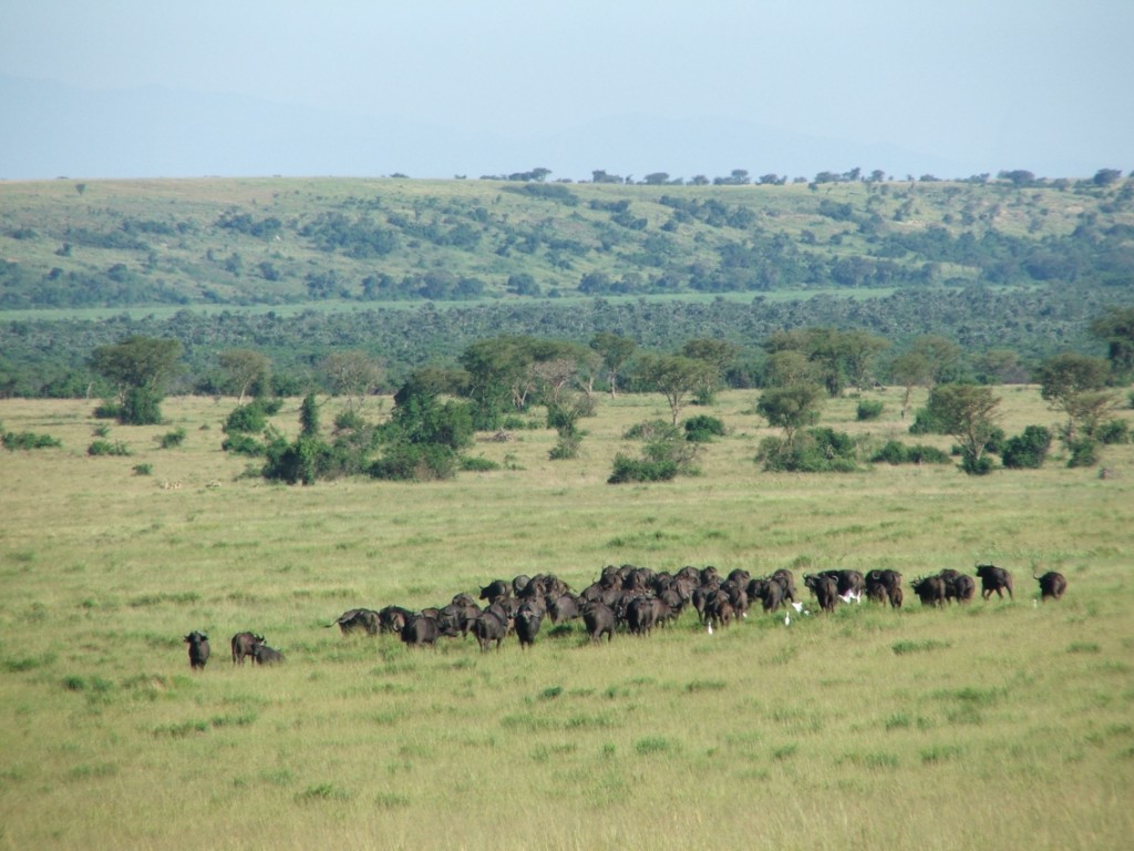 Conservation : Taxe d’abattage des espèces protégées en RDC, l’ONG ougandaise CECIC interpelle Kinshasa