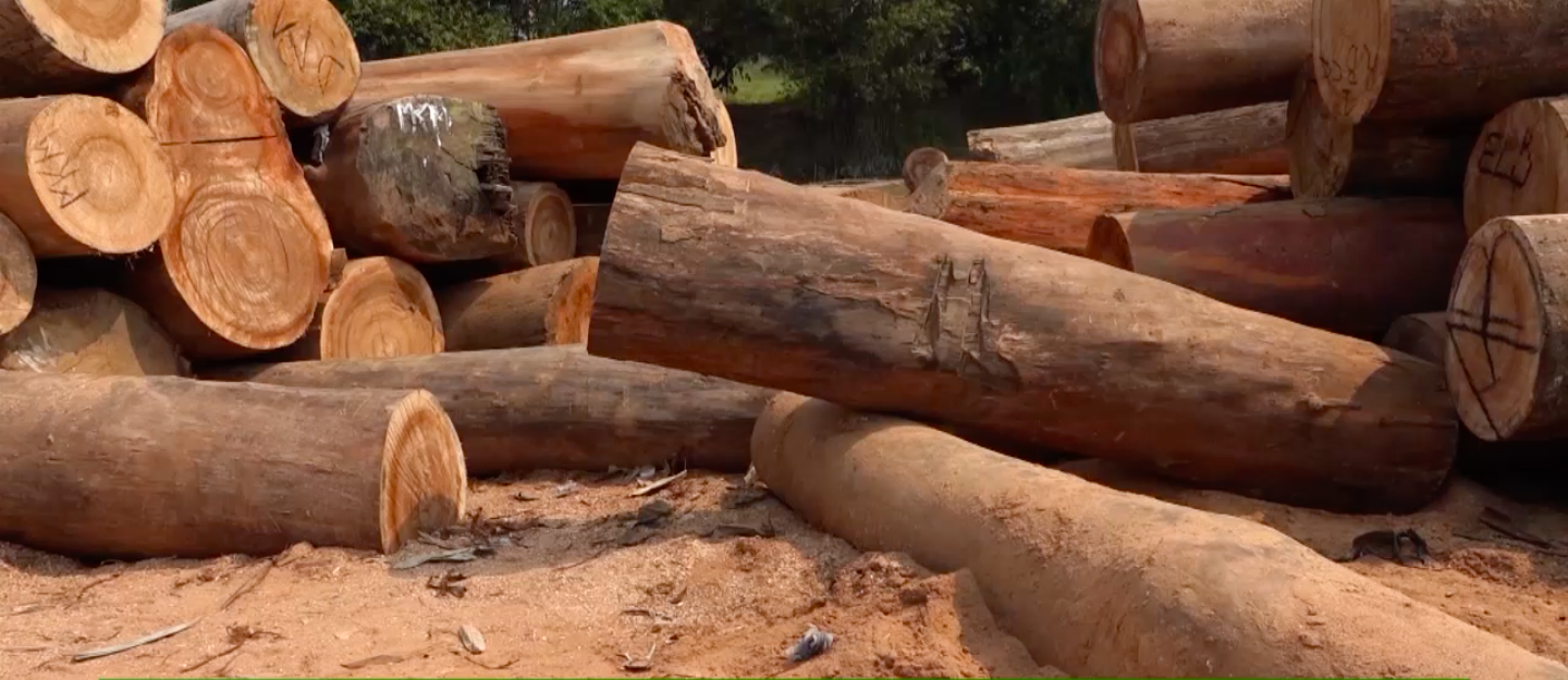 Forêt : Reprise de l’exploitation du bois rouge dans le Haut Katanga, PREMI CONGO rappelle à Bazaiba les préalables