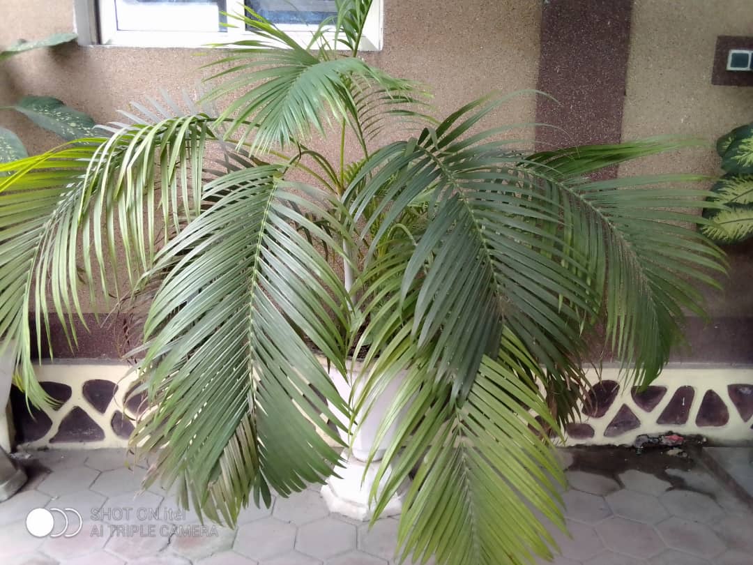 Horticulture : Le palmier blanc, Une fleur convoitée sur le sol congolais
