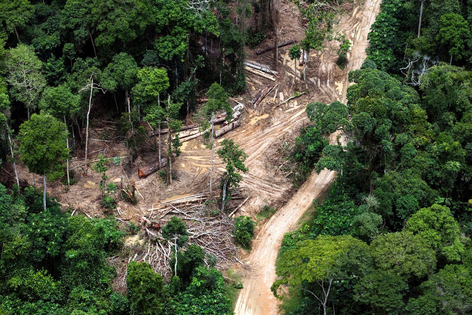 Forêt : Récupération – réattribution illégale des concessions forestières par Claude Nyamugabo, la CNCEIB invite Bazaiba a remettre de l’ordre dans le secteur