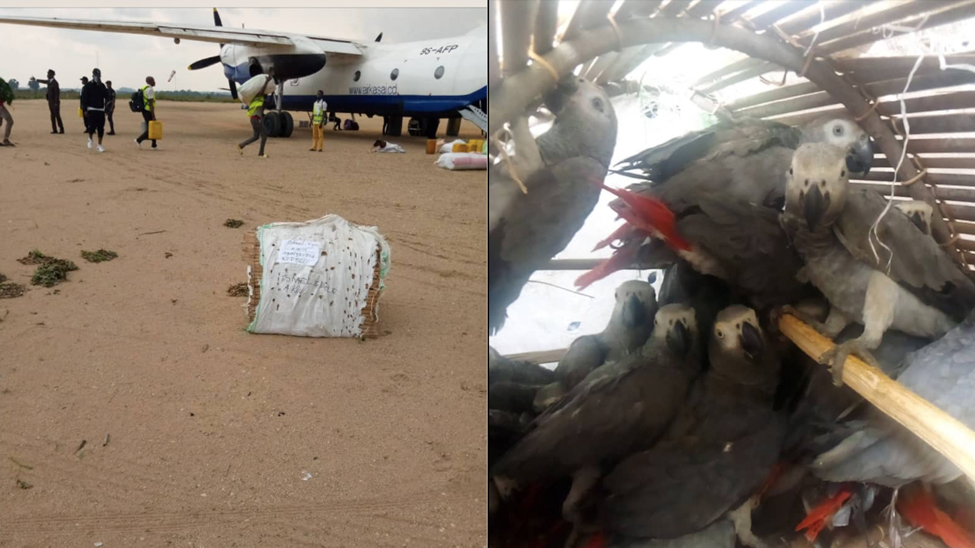 Biodiversité : 60 perroquets gris saisis à l’aéroport de Lodja dans la province du Sankuru