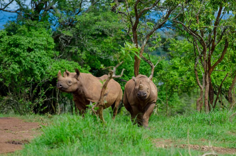 BIODIVERSITÉ: LE PARC NATIONAL DE L’AKAGERA QUITTE LE BANC DES DÉLAISSÉS. UN BEL EXEMPLE POUR LA RDC ?