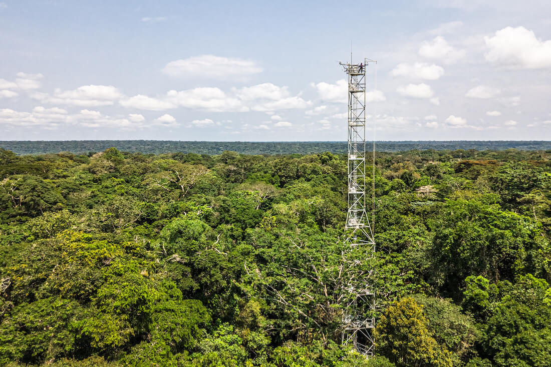 Forêts : La RDC valide son nouveau système d’information des sauvegardes environnementales