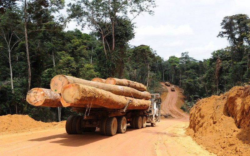 Forêt : Suppression des concessions forestières illégales, CODELT dresse et transmet une liste détaillée au MEDD