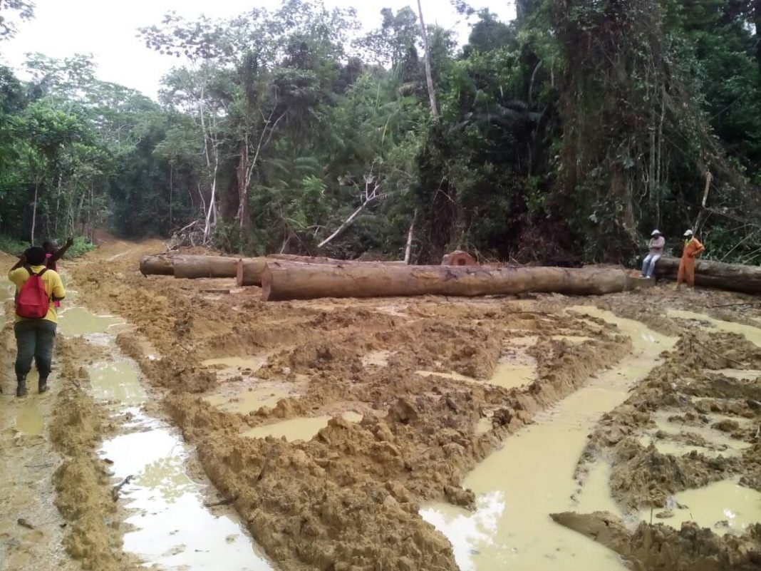 Forêt : Le rapport de l’IGF et l’embarras de la levée du moratoire sur les forêts congolaises