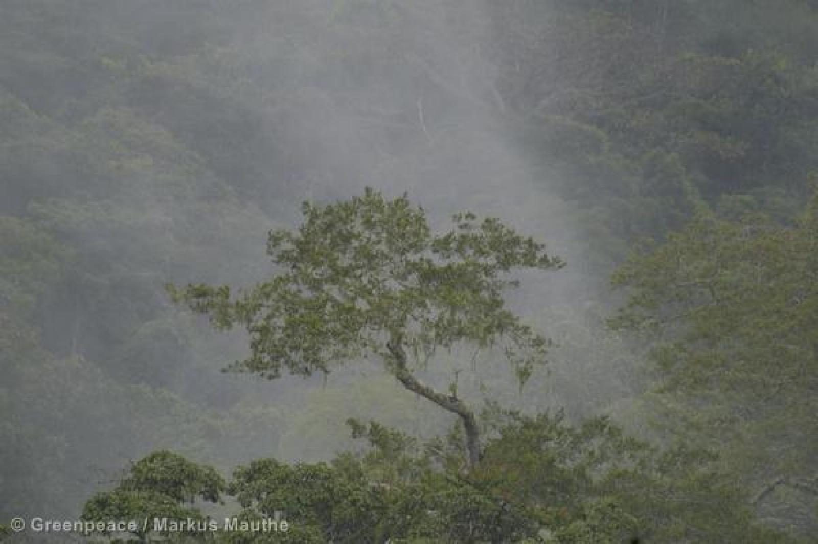 Forêt : Levée du moratoire sur les forêts de la RDC, le GIBE saisi