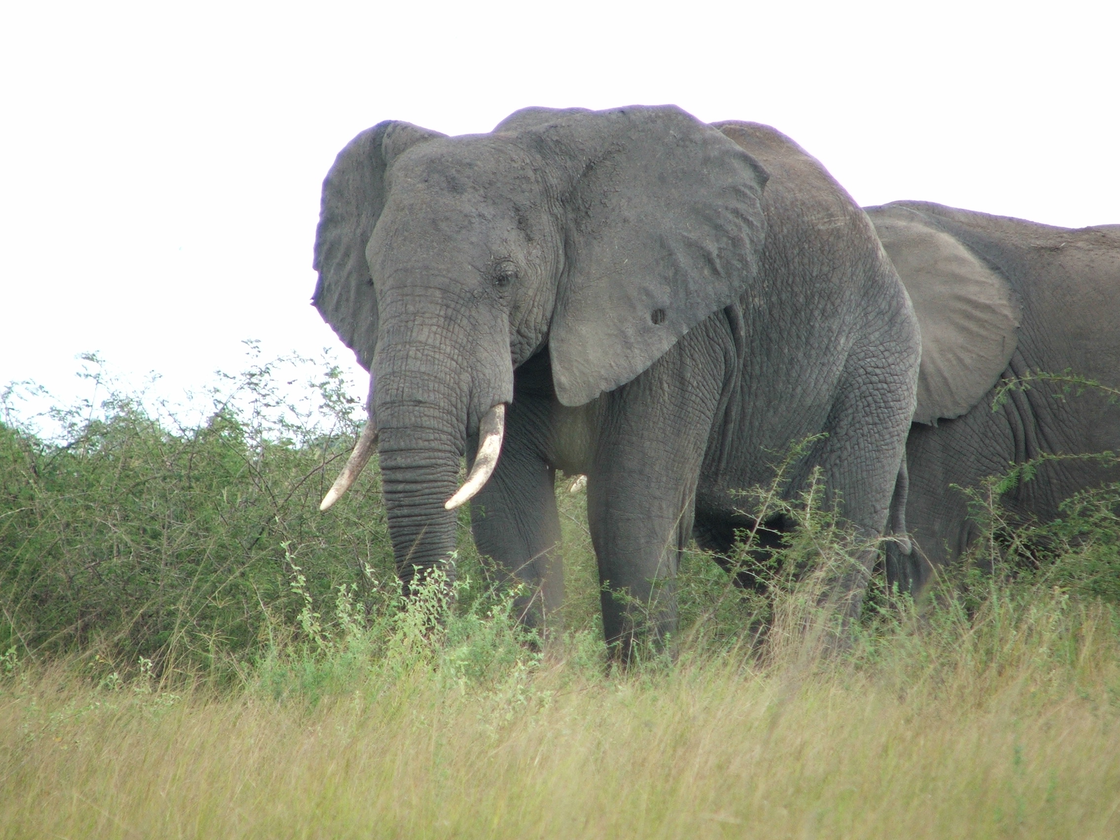 Conservation : En RDC, bientôt l’on peut payer près de 3000 $ et tuer légalement un éléphant