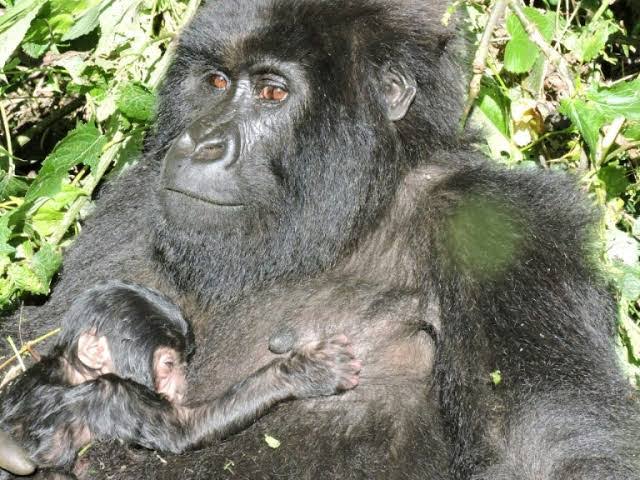 Conservation:  Pourquoi célébrer la naissance des gorilles dans un pays où le secteur touristique qui n’attire pas  ?