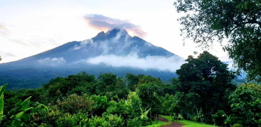 Biodiversité : Le parc national des Virunga et l’économie de la conservation